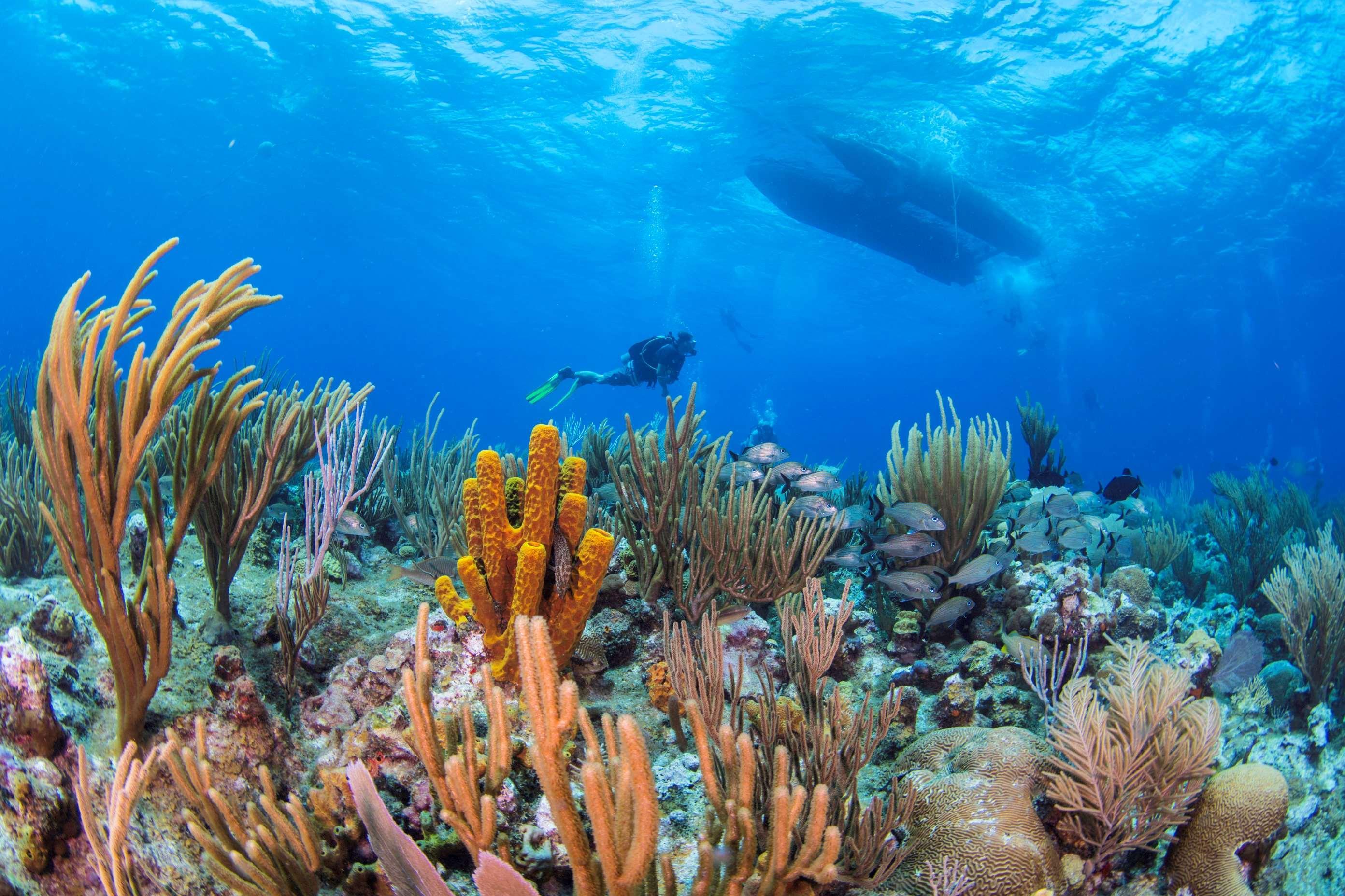 Wyndham Reef Resort, Grand Cayman Resort 4*